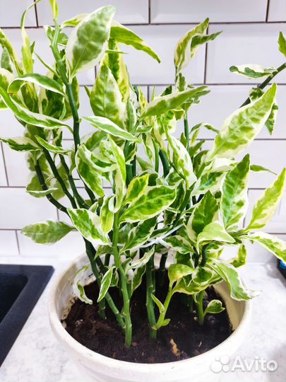 Комнатные цветы