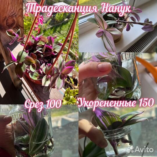 Традесканция нанук