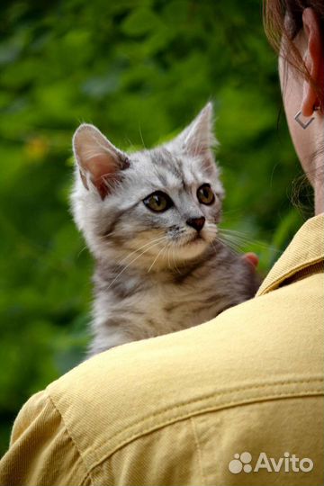 Котенок в добрые руки