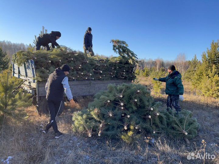 Сосна Новогодняя
