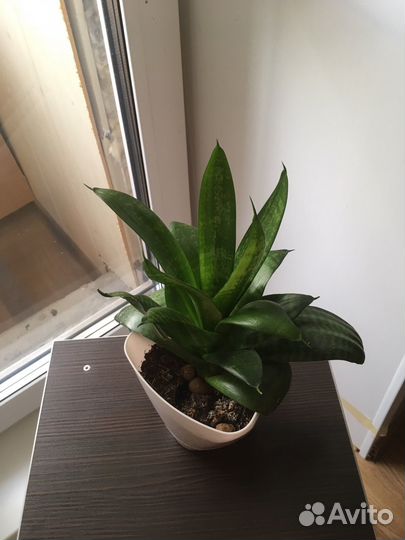 Комнатные растения