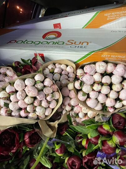 Цветы Пионы 9 15 25 Розы с доставкой