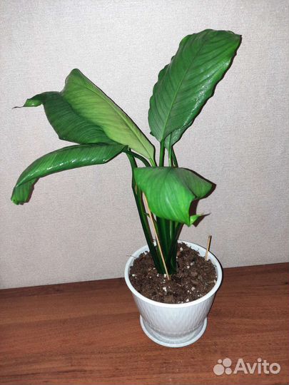 Спатифиллум Спилт милк