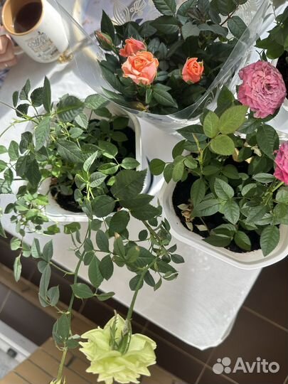 Роза комнатная домашняя