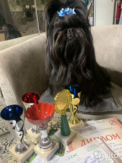 Вязка Ши-тцу