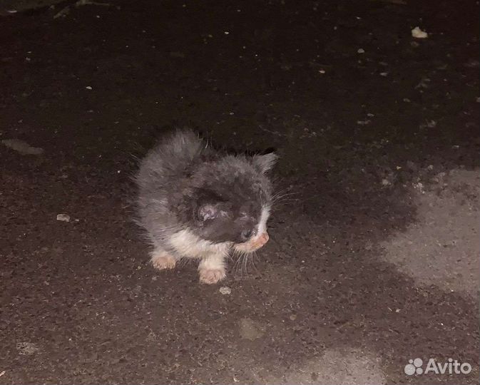 Котята ищут дом