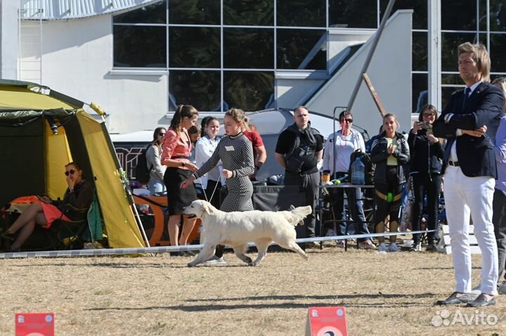 Услуги хендлера, грумер