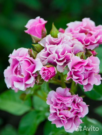 Саженцы роз зкс (горшок)