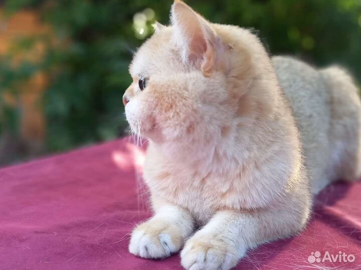 Британский кот на вязку