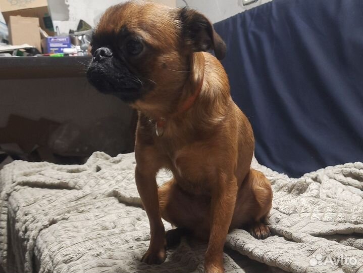 Пти брабансон вязка