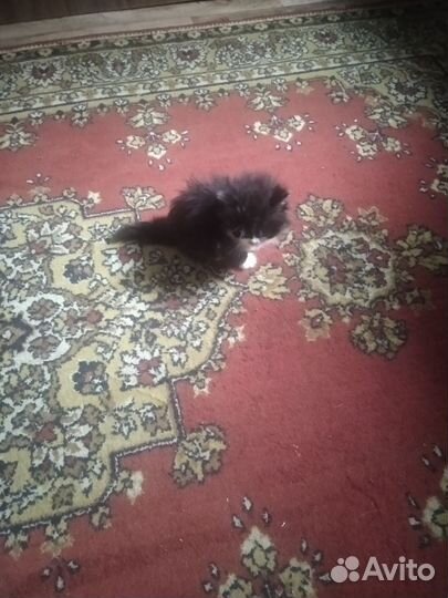 Котятки в добрые руки