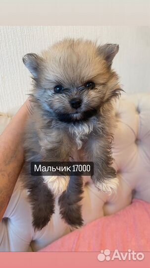 Щенки шпица