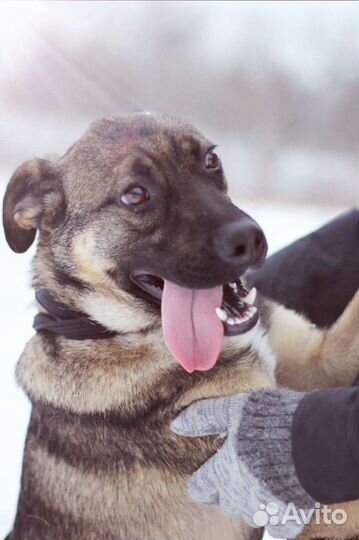 Пёс Добби в добрые руки