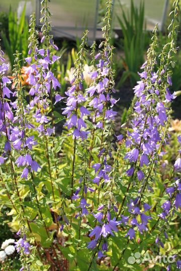 Колокольчики многолетние