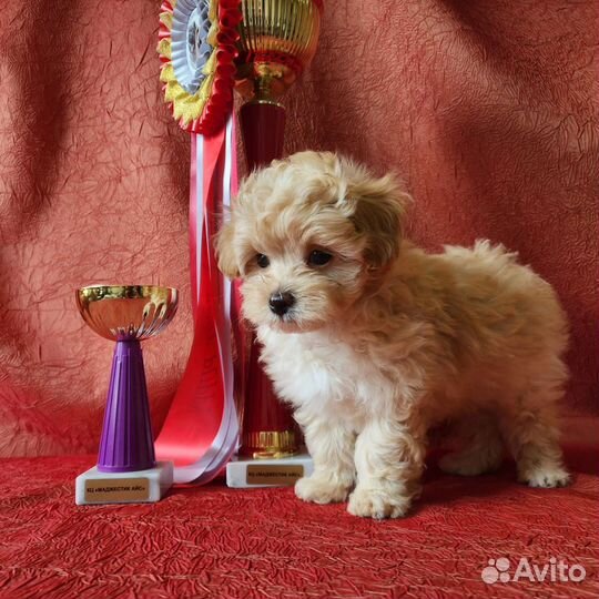 Мальтипу ф1 mini девочки и мальчики