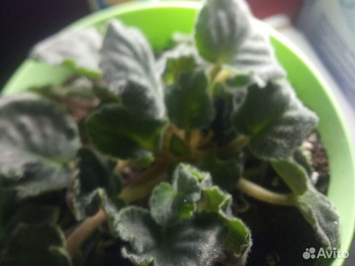 Фиалка розовая