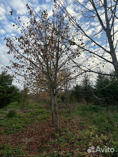 Липа крупнолистная