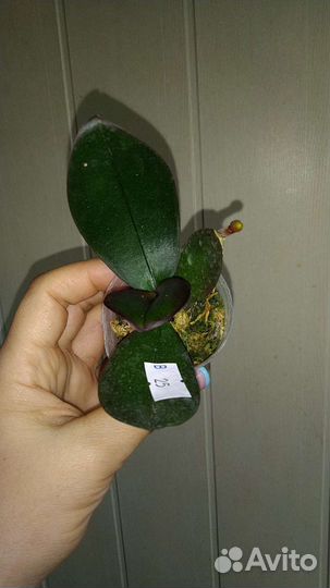 Орхидея Miki Meteor