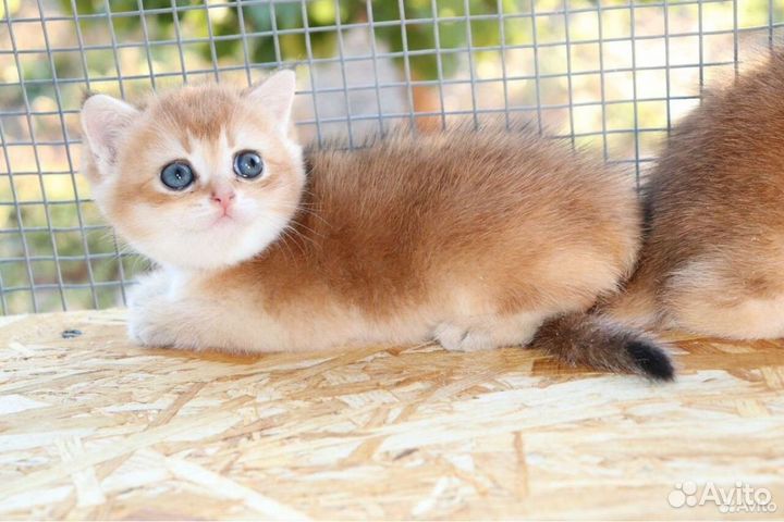 Шотландская золотая шиншилла мальчики