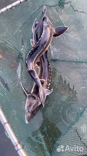 Рыбка Праздничная