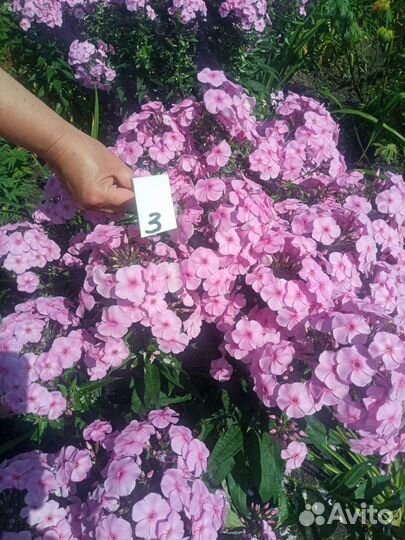 Флоксы многолетние