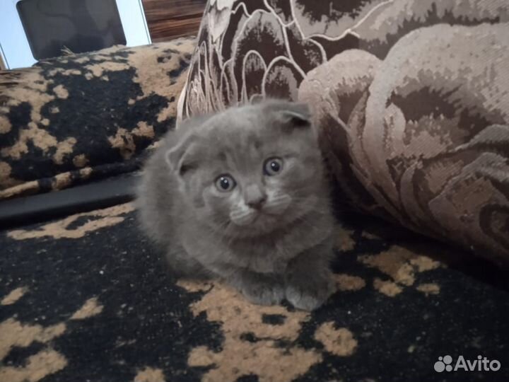 Британская