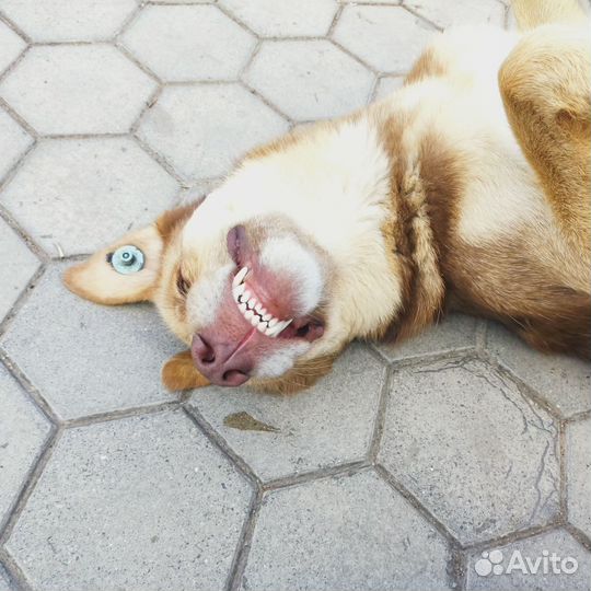 Собака -улыбака