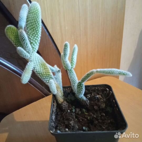 Кактус опунция.2 корня, (цена за всё)