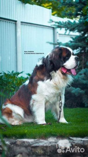 Щенок сенбернара