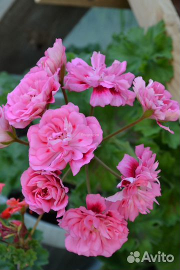 Пеларгония герань