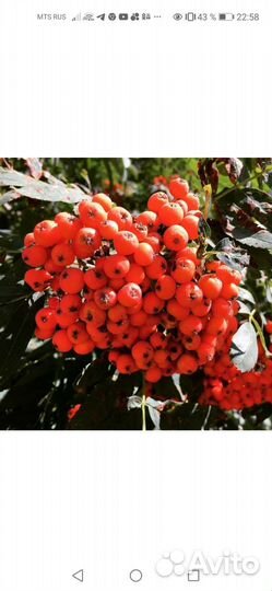 Рябина невежинская