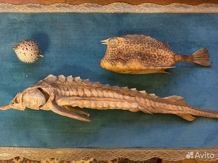 Засушенные рыбки