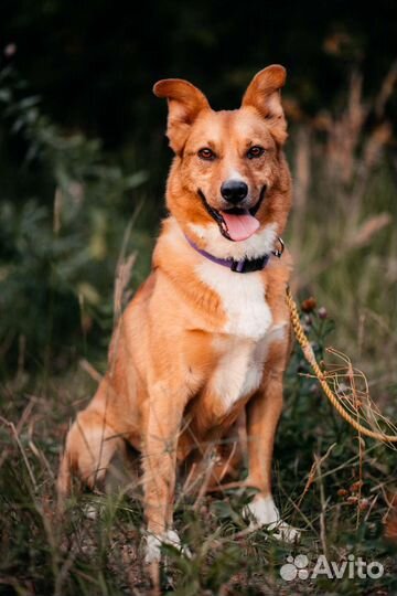 Глоток яркой жизни - Фанта ищет дом