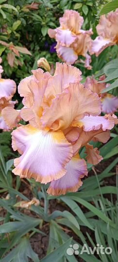Ирисы высокие бородатые сортовые