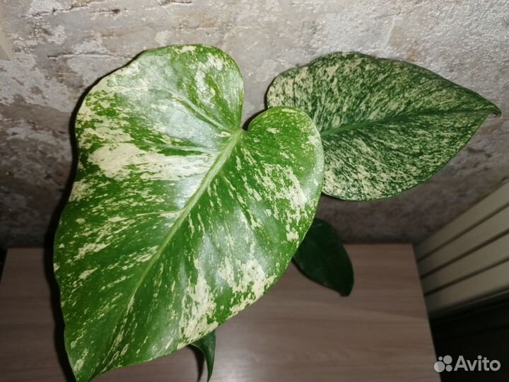 Коллекционные ароидные растения