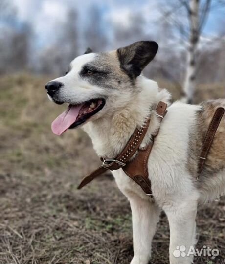 Панда из приюта ищет дом