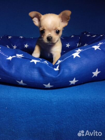 Чихуахуа девочка