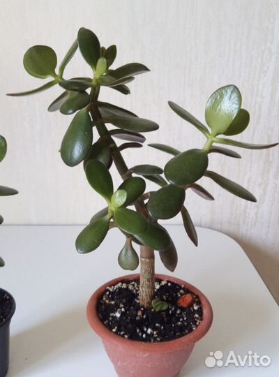 Аихризон-дерево любви. Толстянка-денежное дерево