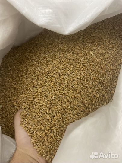 Пшеница ячмень овес кукуруза горох