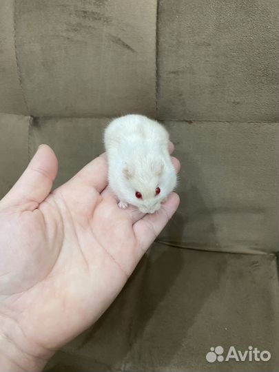 Хомяки джунгарики