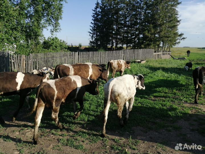 Продам Бычков