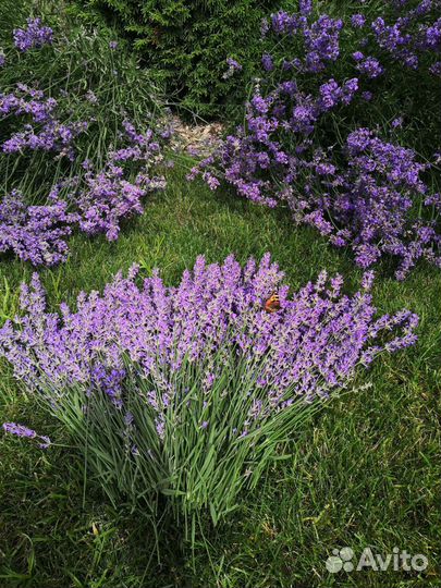 Лаванда,сухоцветы,букеты,саженцы