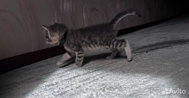 Котенок в добрые руки