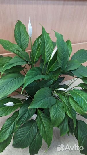 Спатифиллум Время цветения Успевайте