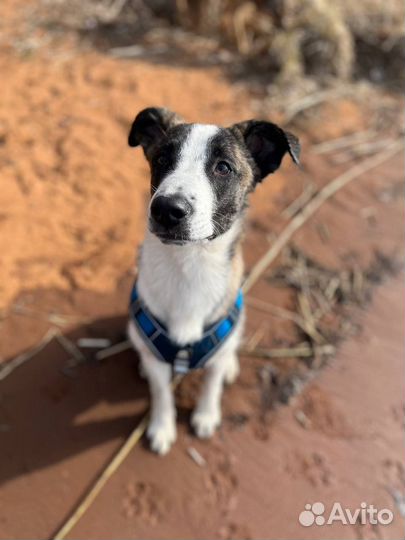 Прекрасная молодая собака