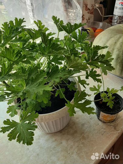 Домашние цветы