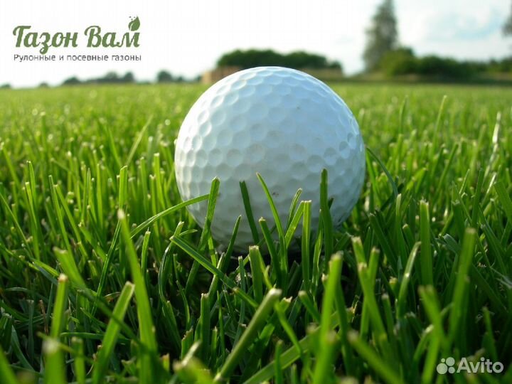 Газон делюкс