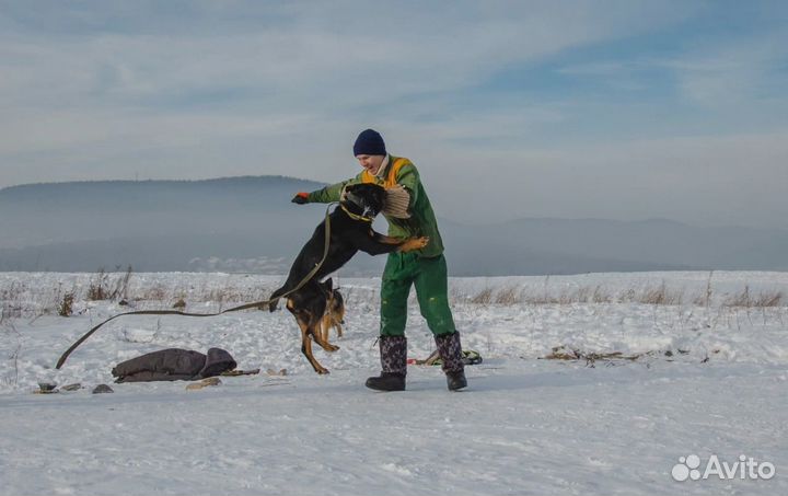 Продам щенков ротвейлера
