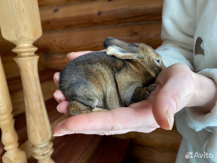 Крольчата флаундер
