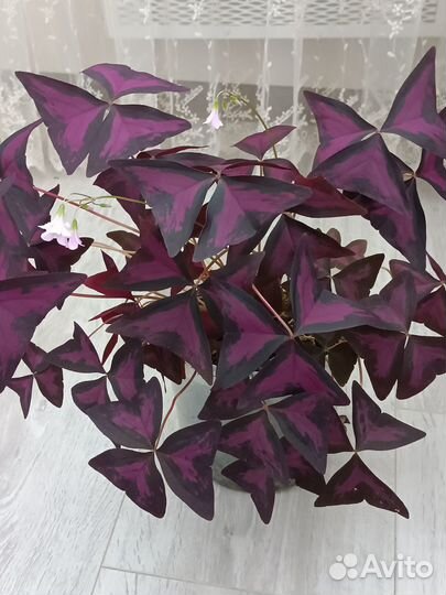 Комнатный цветок 